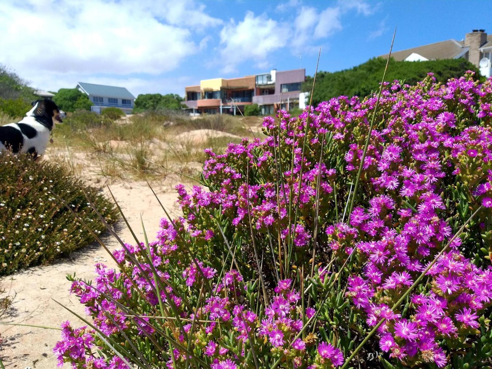 Absolute Beach Accommodation Stompneusbaai Dış mekan fotoğraf